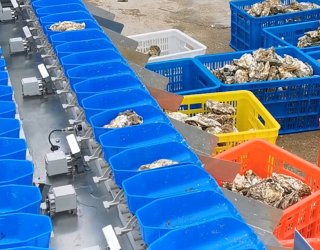 Oyster Grading Process