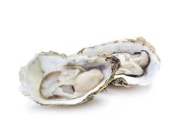 shellfish