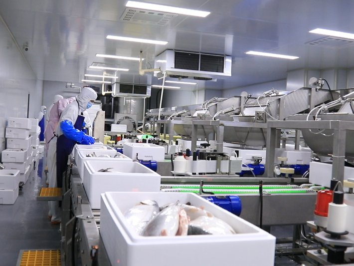 LEKON Fish Solutions for Salmon Primary Processing