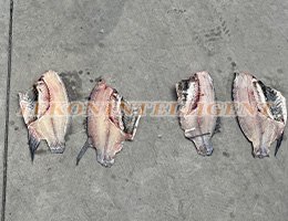 Sea bass/Herring/Sea bream