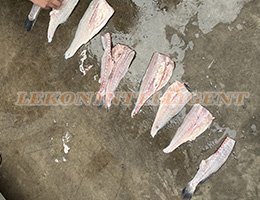 Tilapia/Pangasius/Carp