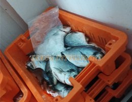 Sea bream