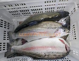 Salmon / Carp / Croaker, etc