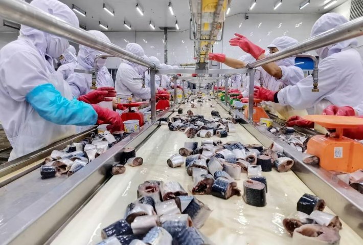 Canned Sardines Processing Line