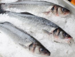 sea bass