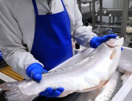 salmon-grading-packing