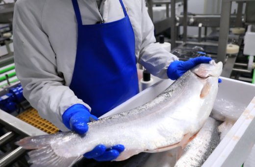 Salmon Descaling Machine Solutions for Fish Processing Plants | LEKON