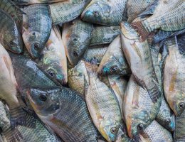 tilapia-bleeding-chilling-process