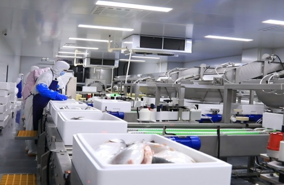 salmon-processing-line