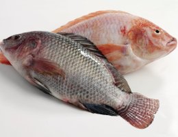 tilapia-descaling