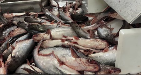 electrical-stunning-for-fish