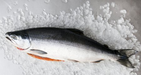 fish-electric-stunner