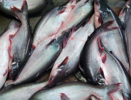 fresh-pangasius-basa-fish
