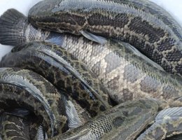 snakehead fish