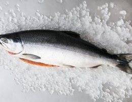 salmon/trout