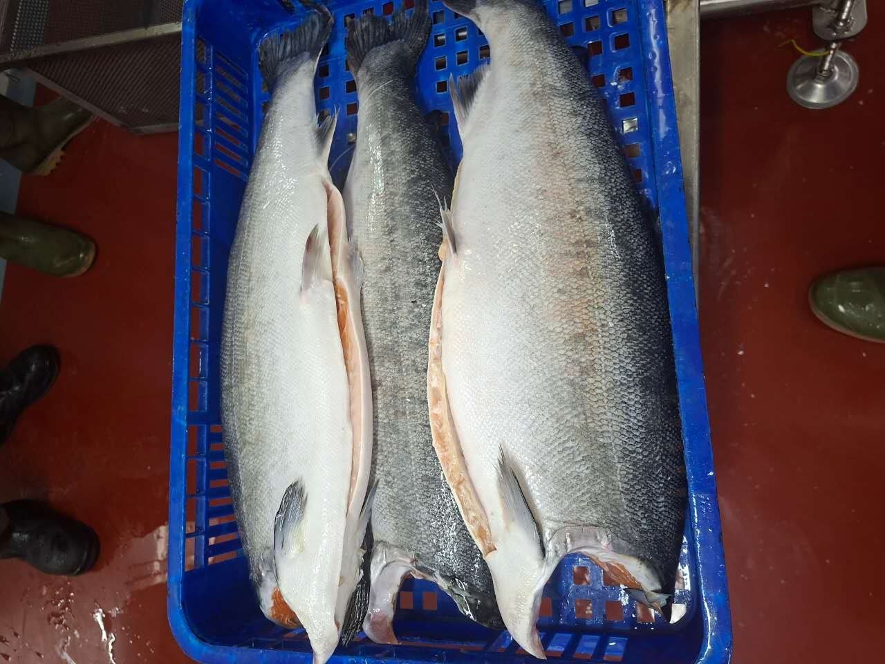 descaled salmon