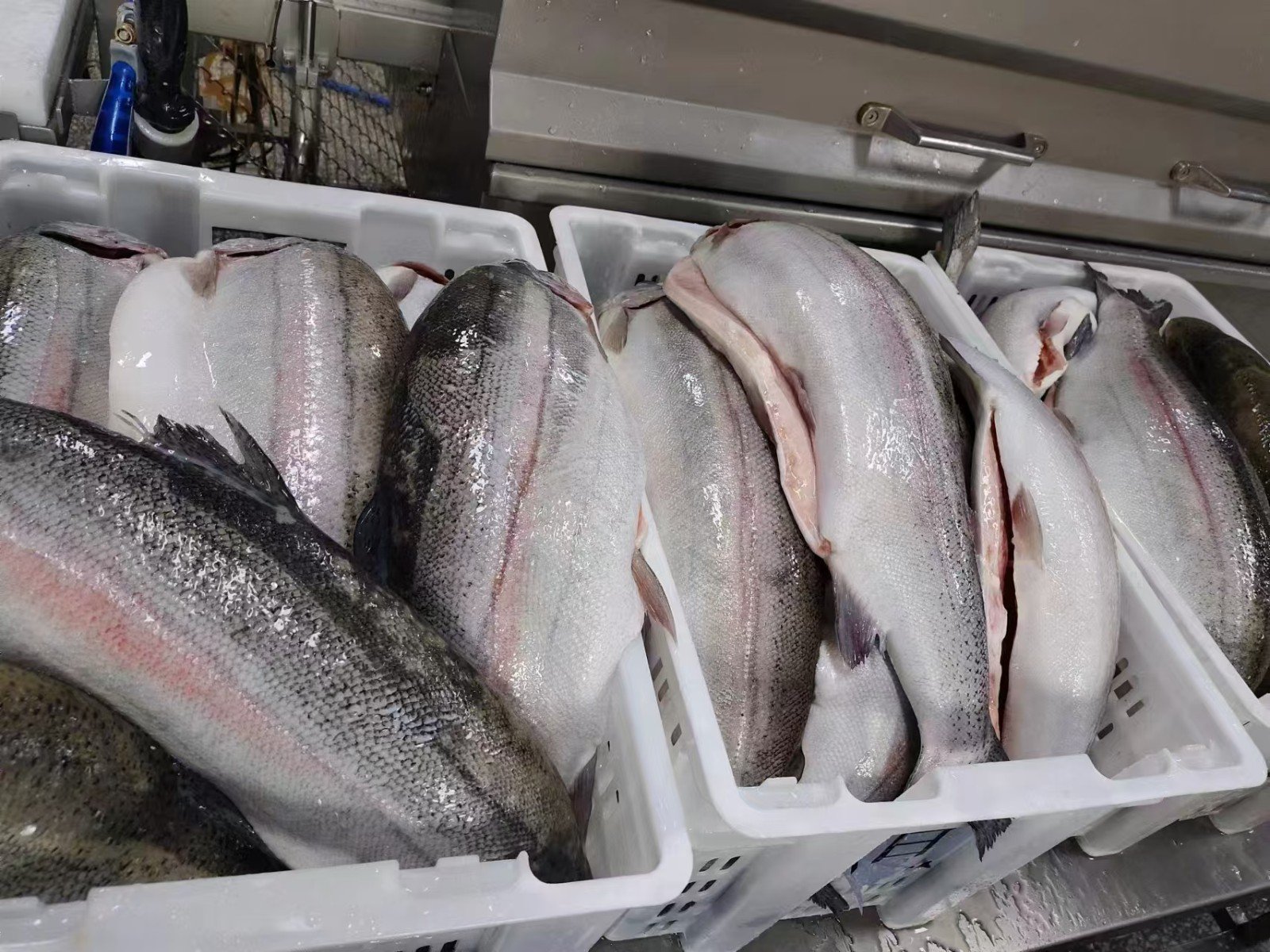 trout descaling