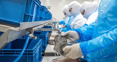 tilapia-processing