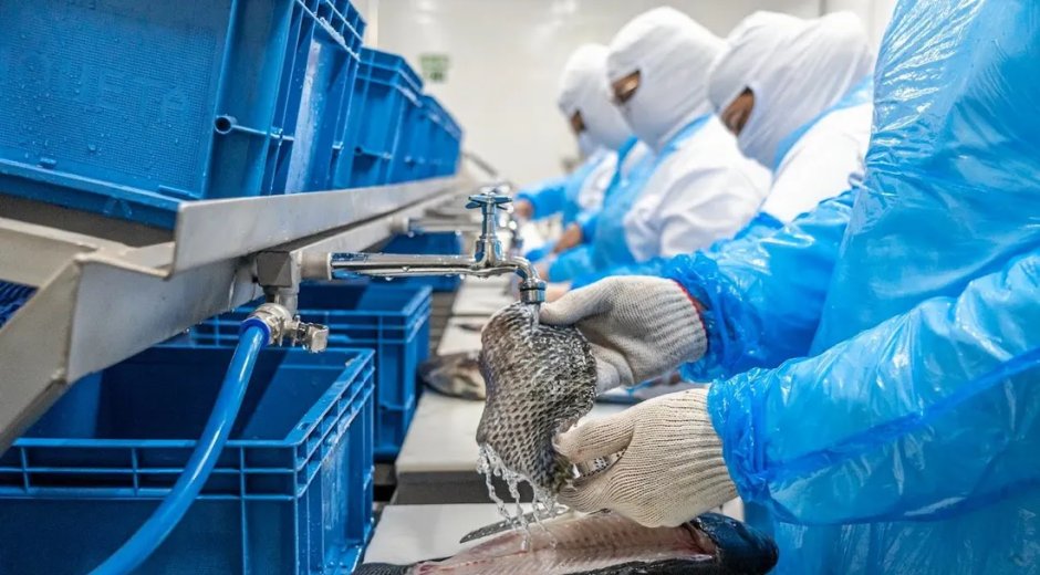 Fish Trimming Line | Multi-Station Fillet Processing | LEKON