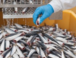 sardine-nobbing-machine