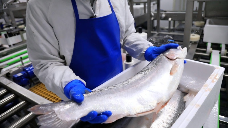 Fish Primary Processing
